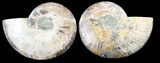Cut & Polished Ammonite Fossil - Agatized #39495-1
